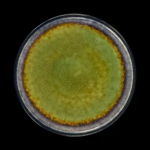 Тарелка мелкая Corone Verde 265 мм синий+зеленый – купить в Челябинске по цене завода