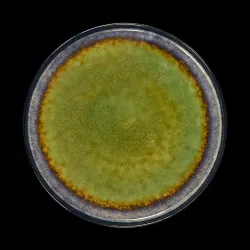 Тарелка мелкая Corone Verde 265 мм синий+зеленый – купить в Челябинске с доставкой Купить тарелка мелкая corone verde 265 мм синий+зеленый в Челябинске – цена завода, доставка до двери | RuOborudovanie.ru